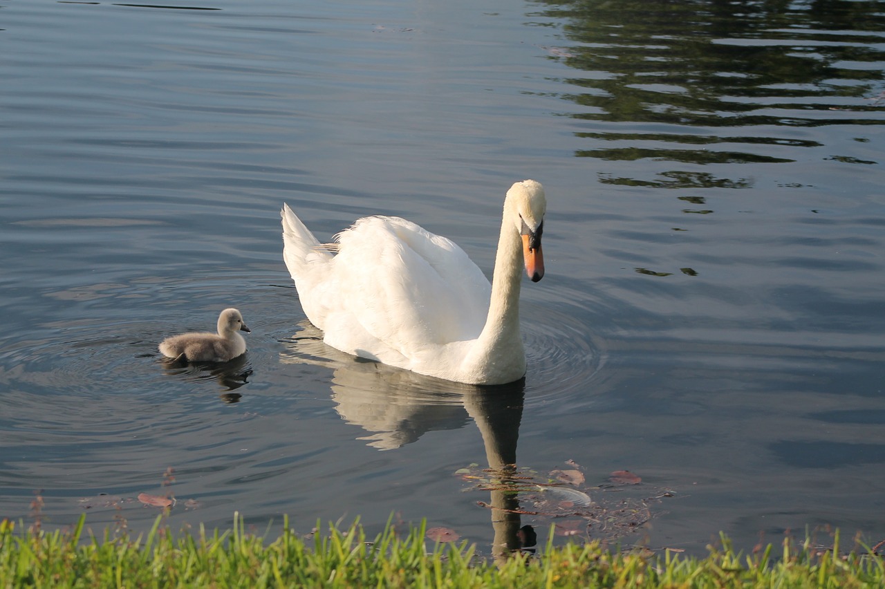 swan lake baby free photo