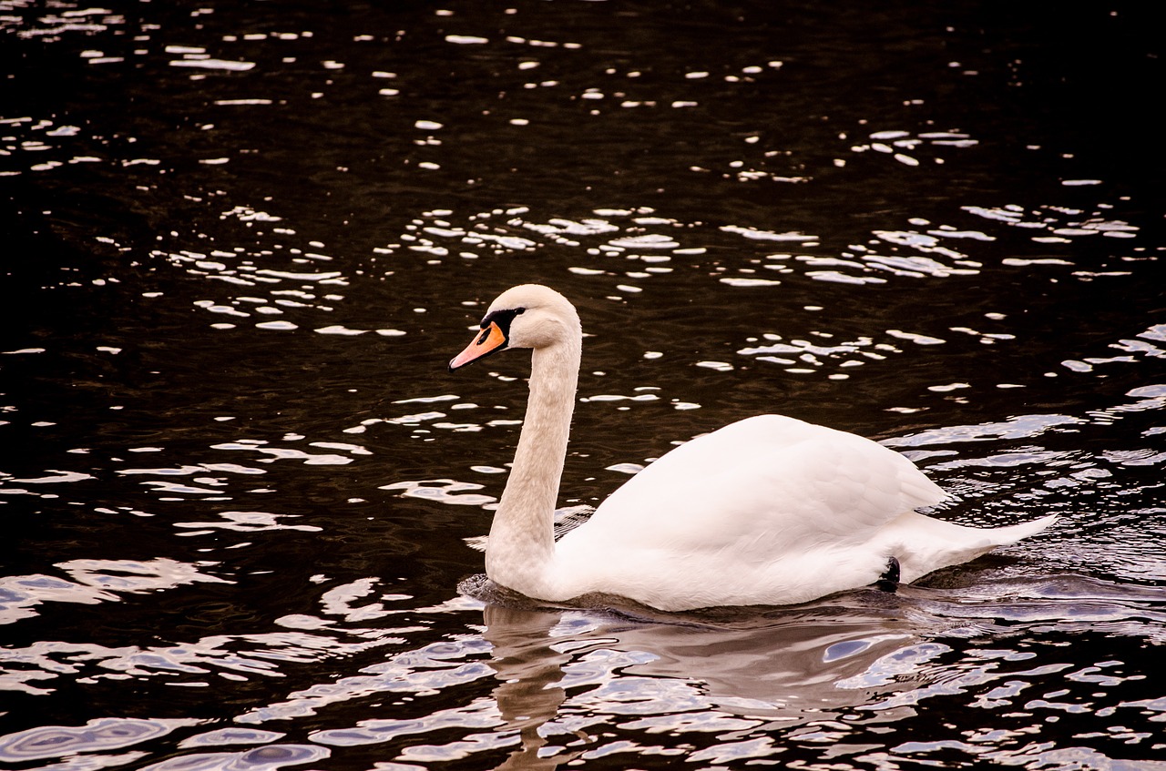 swan lake river free photo