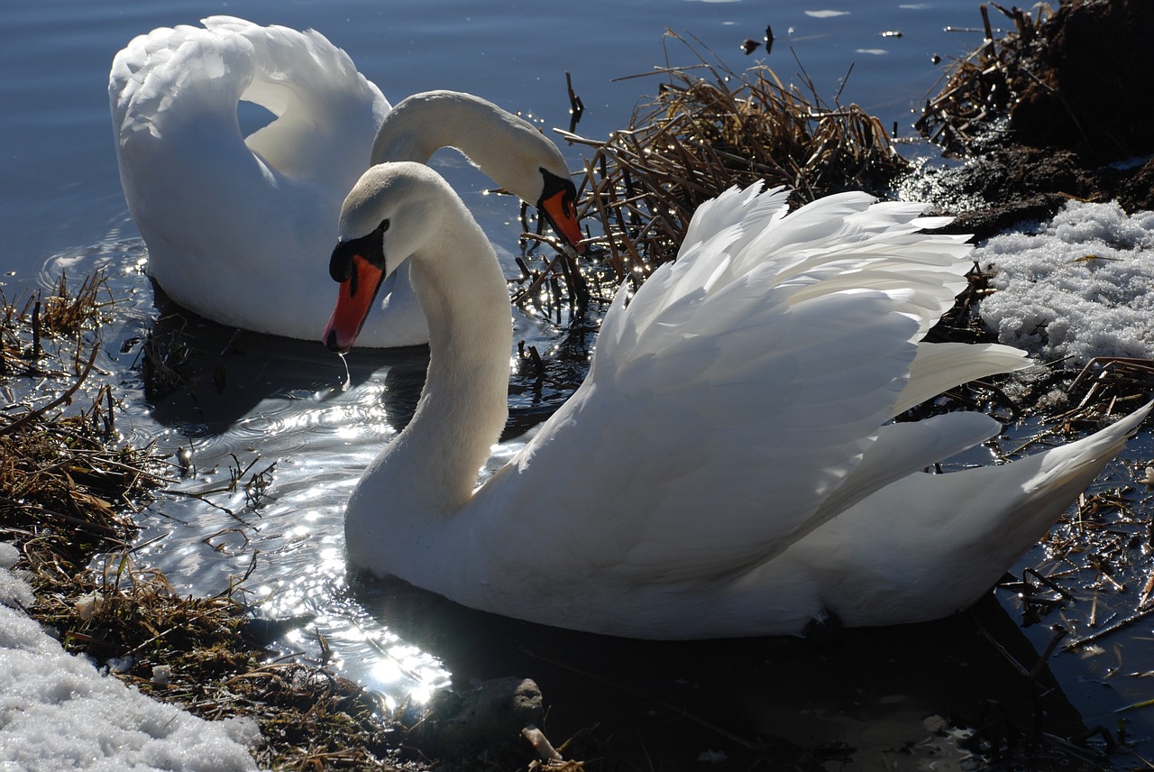 swan ice winter free photo