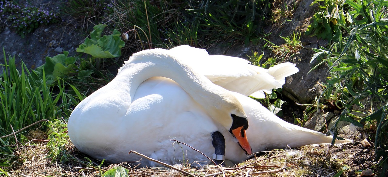 swan nest swan's nest free photo