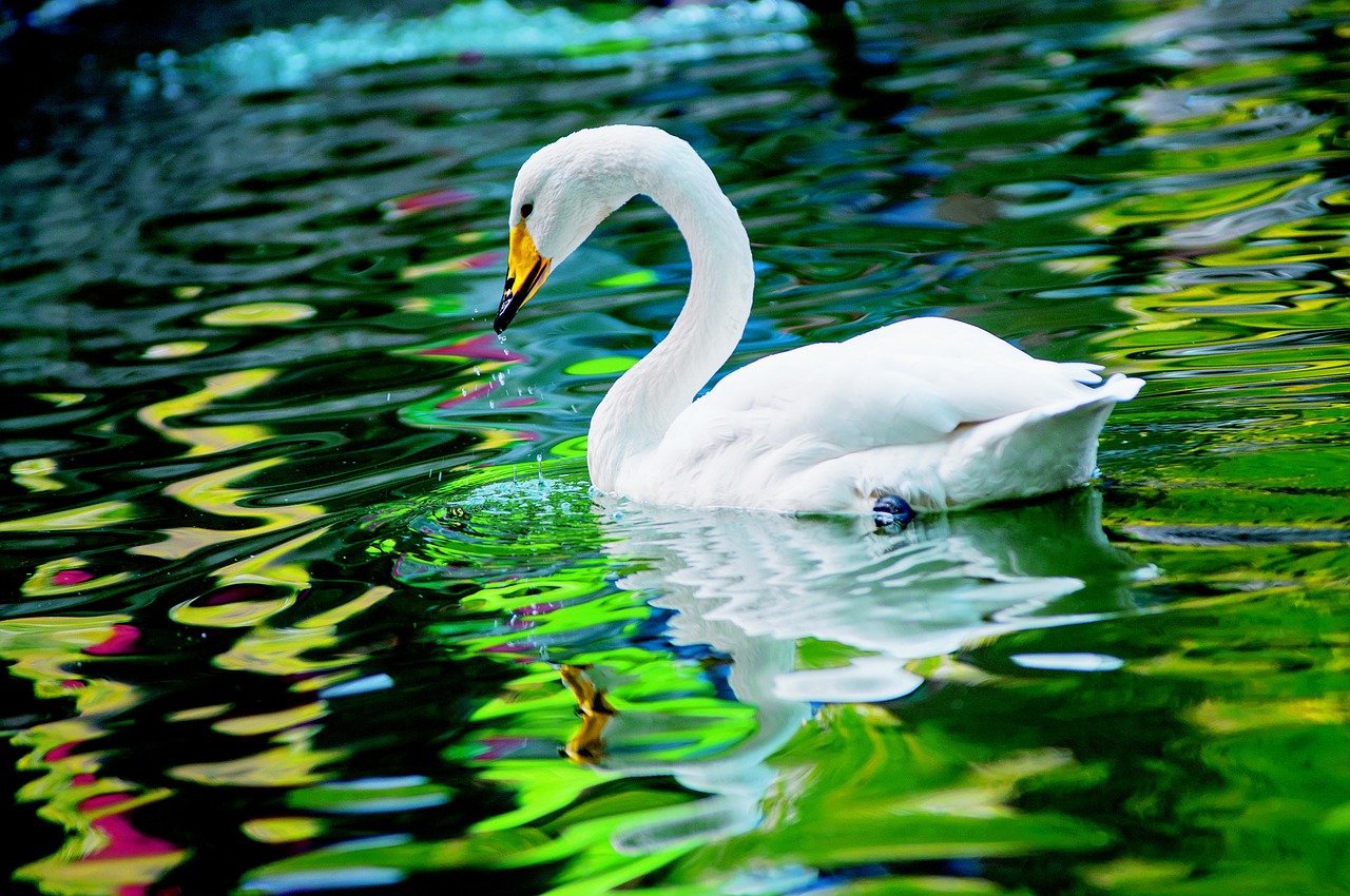 swan beautiful animal free photo
