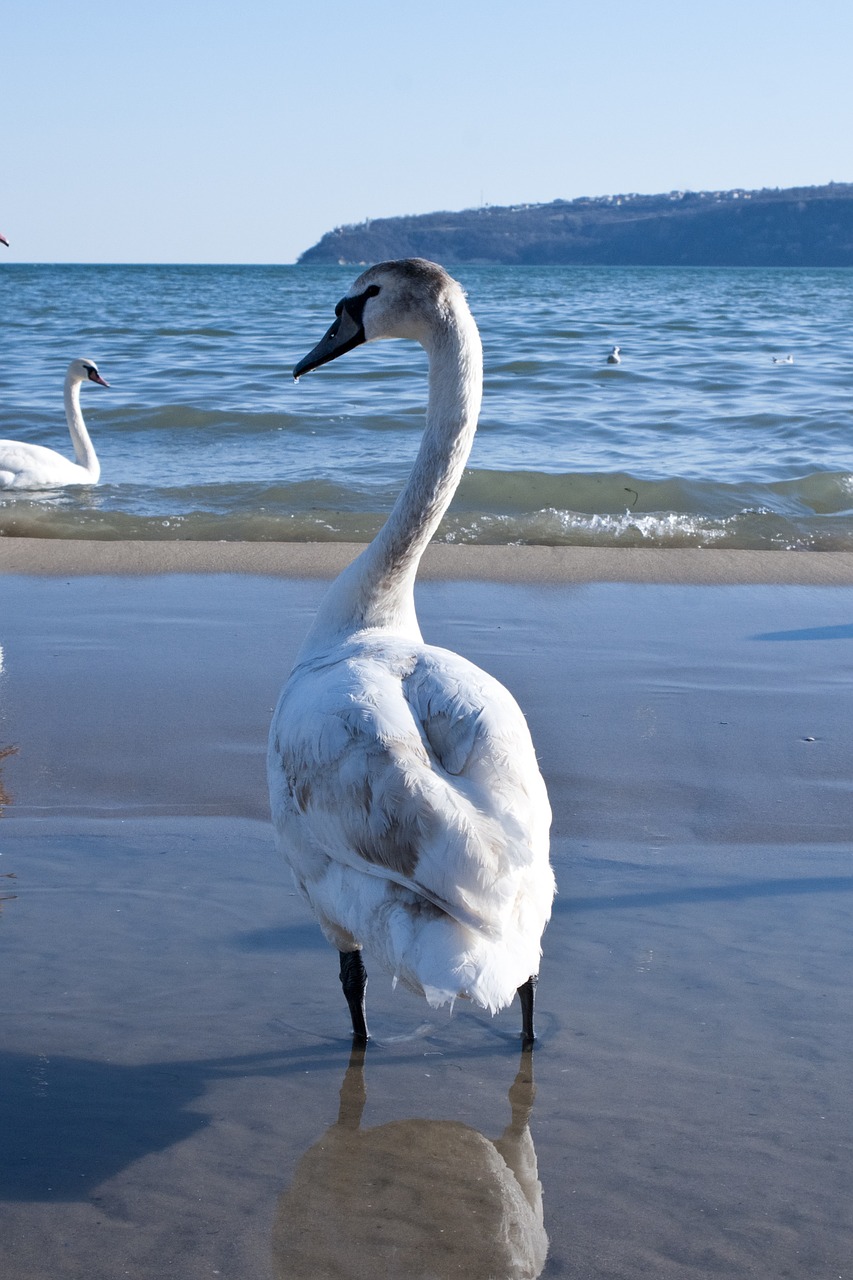 swan winter water free photo
