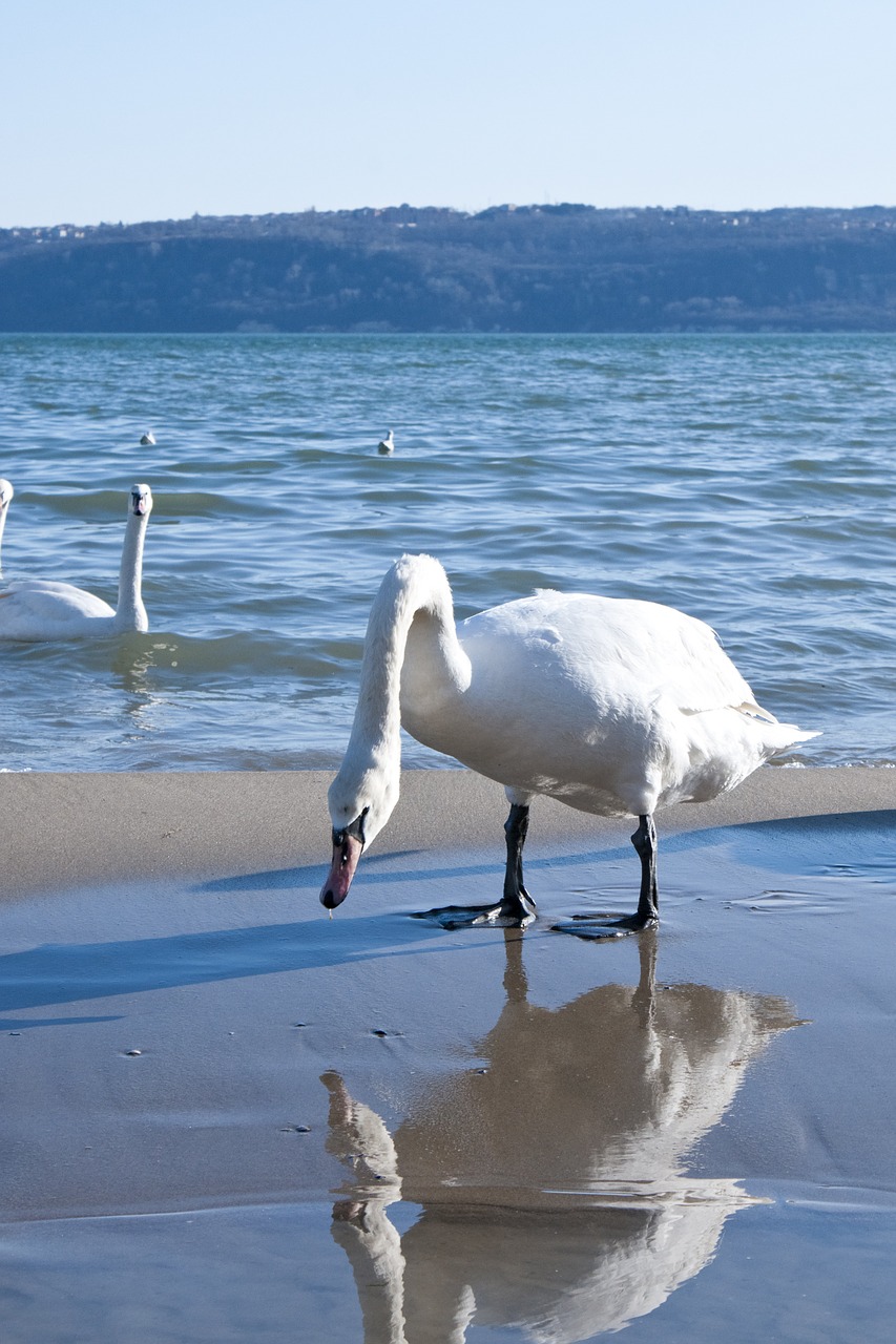 swan sea winter free photo