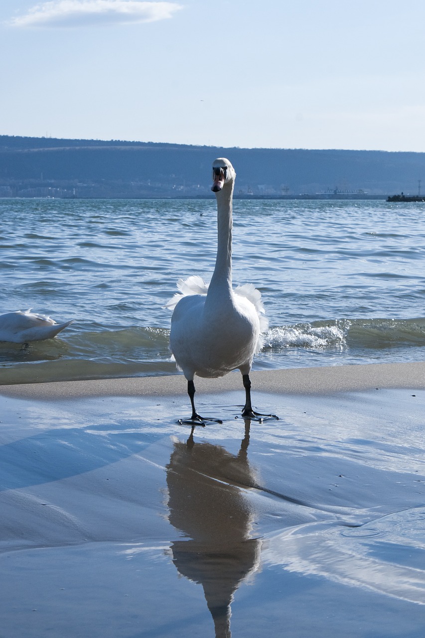 swan sea winter free photo