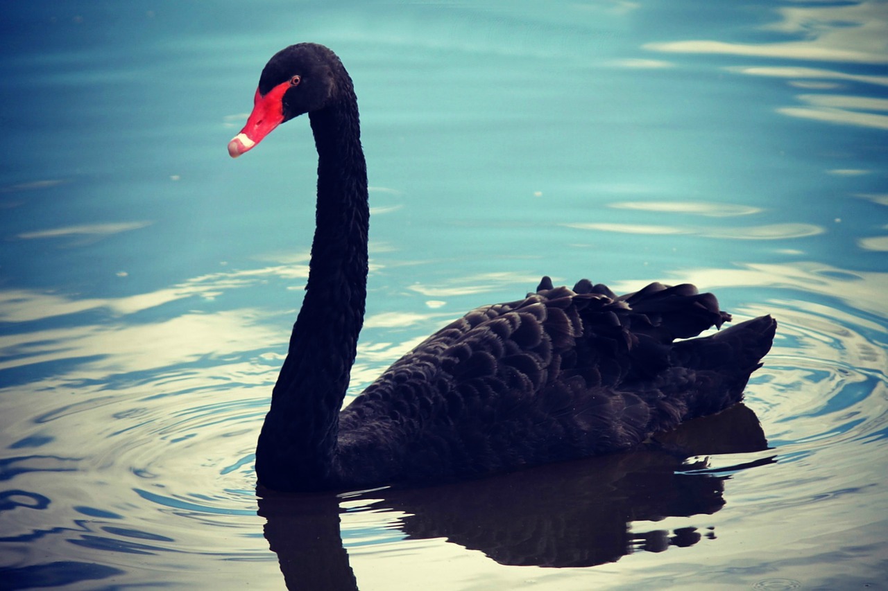 swan goose duck free photo