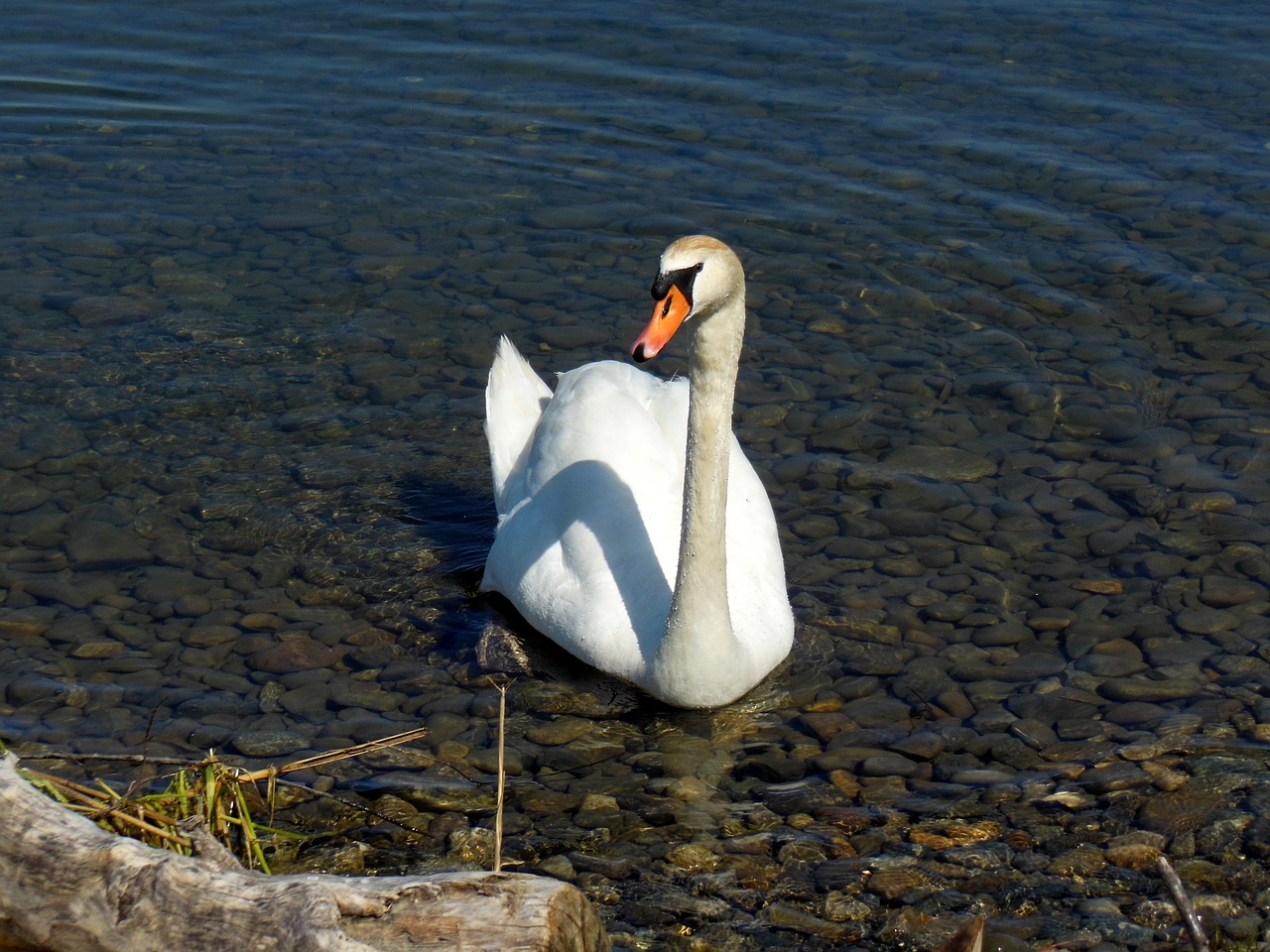 swan lake constance water free photo