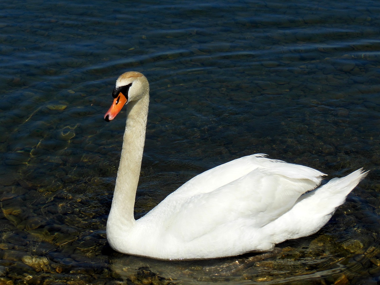 swan lake constance water free photo