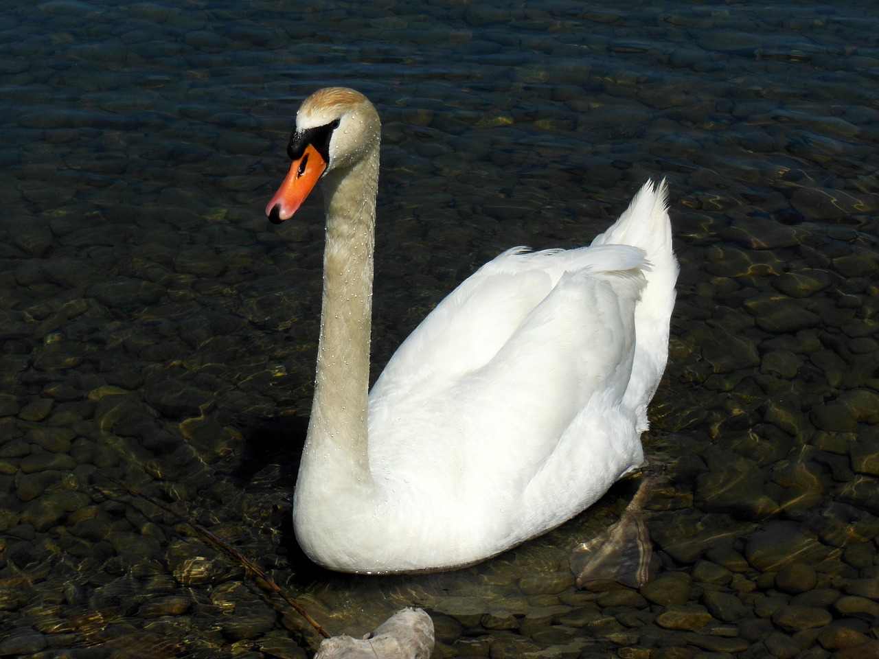 swan lake constance water free photo