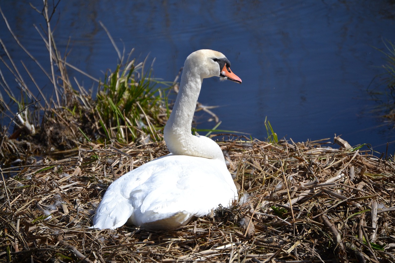 swan nest breed free photo