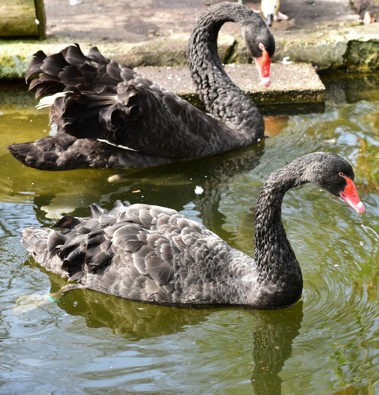 swan black swan bird free photo