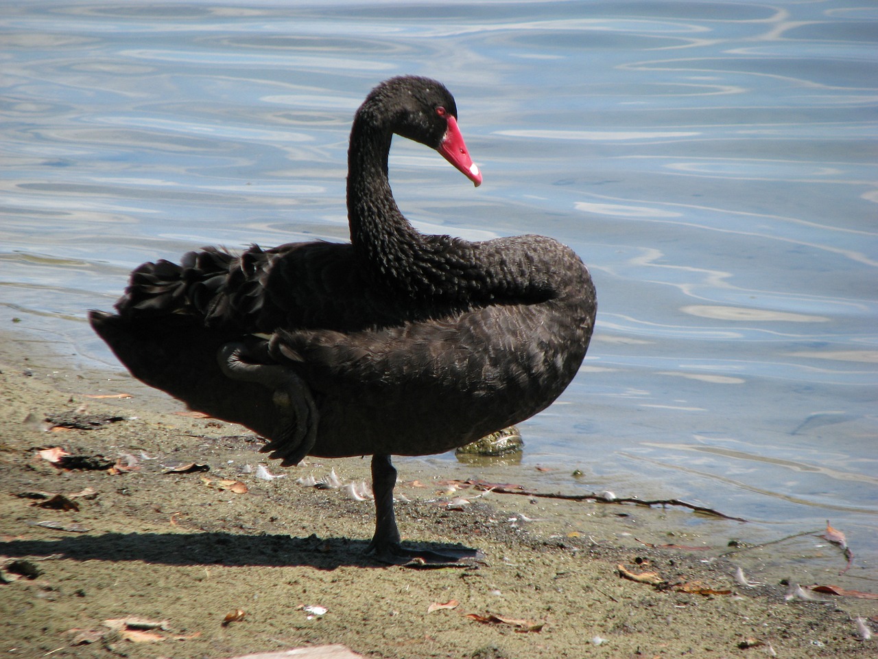 swan black bird free photo