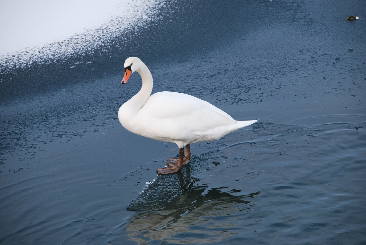 swan lake winter free photo