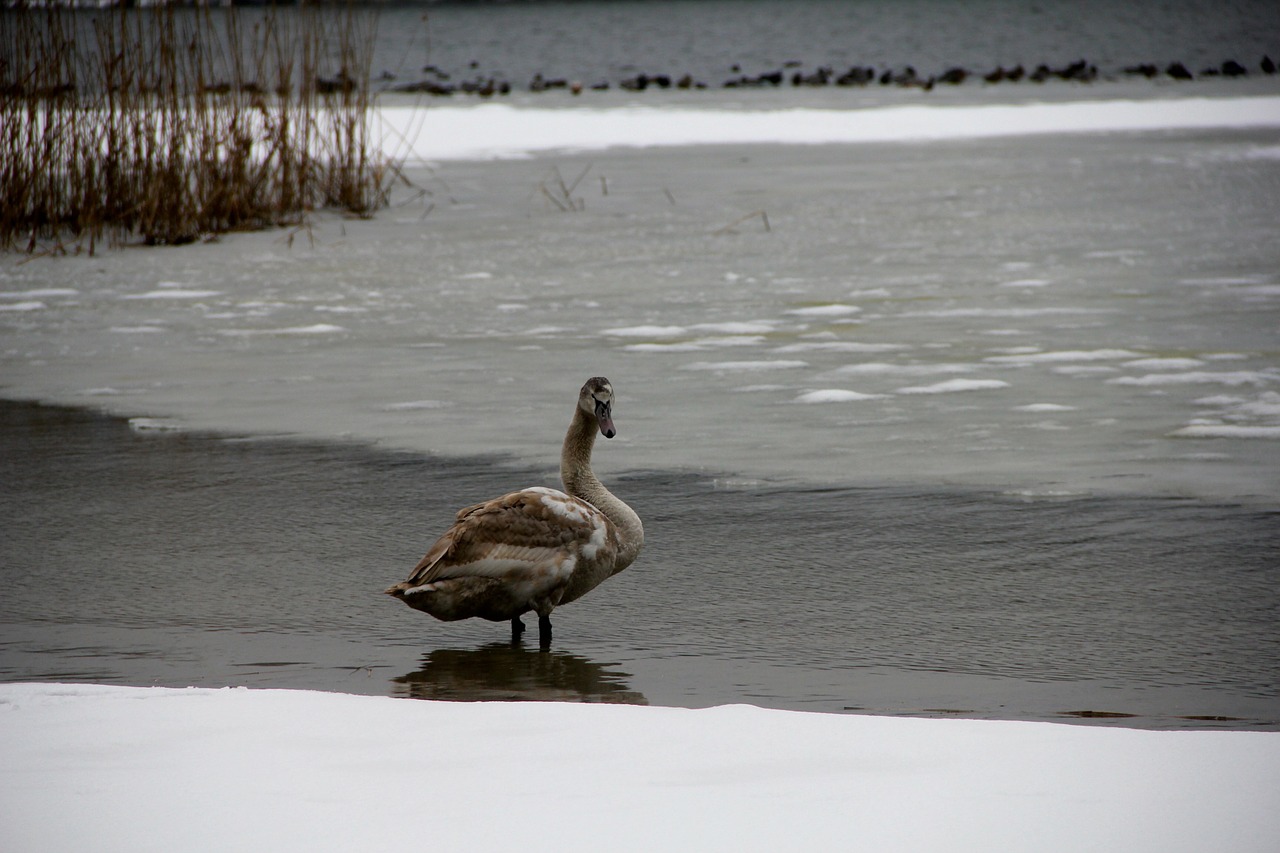 swan lake water free photo