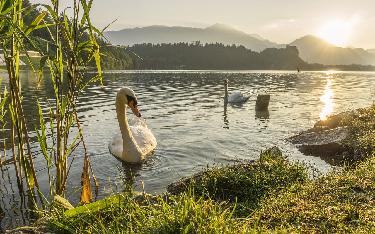 swan swimming lake free photo