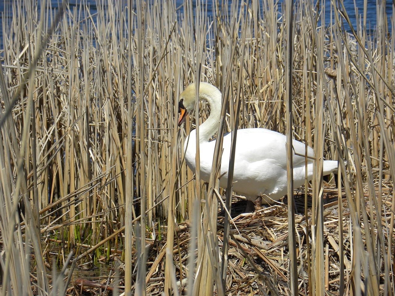 swan pond bird free photo