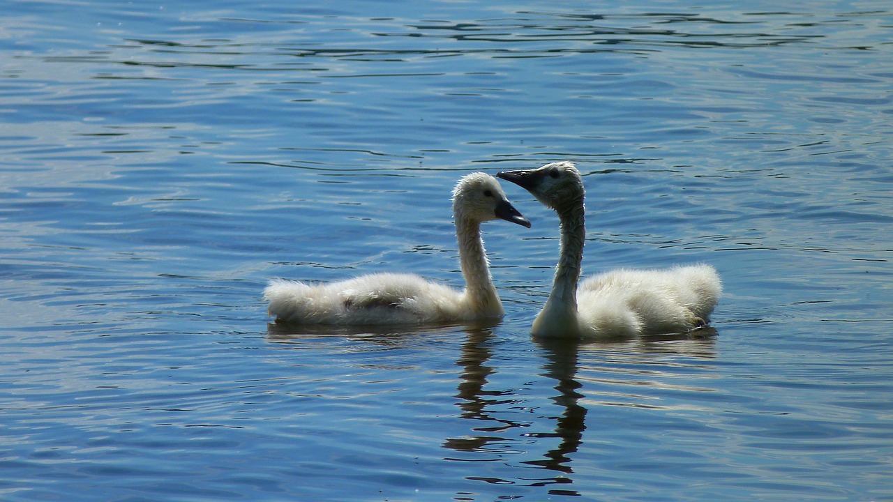 swan swans young swans free photo