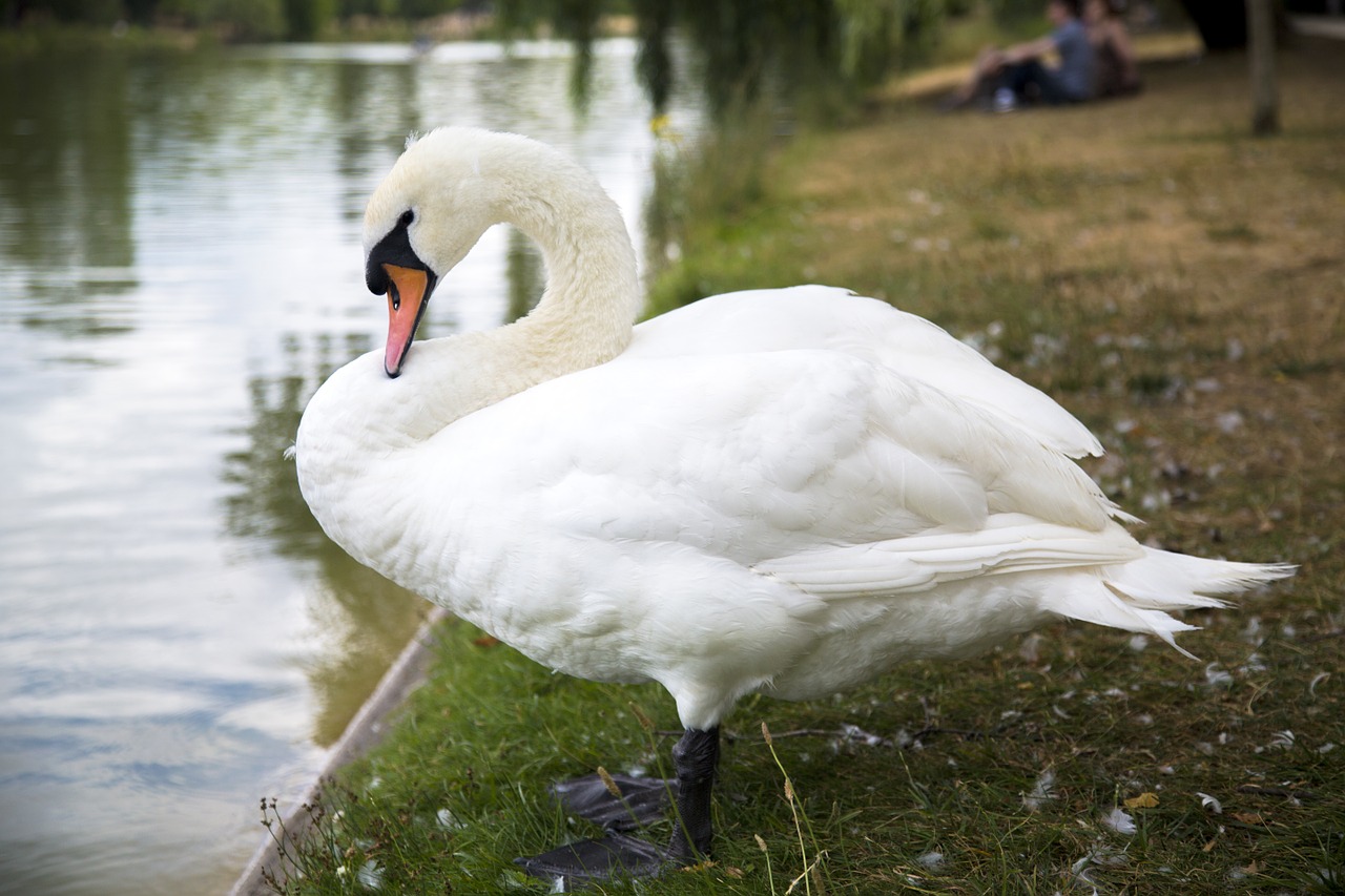 swan rest riverside free photo