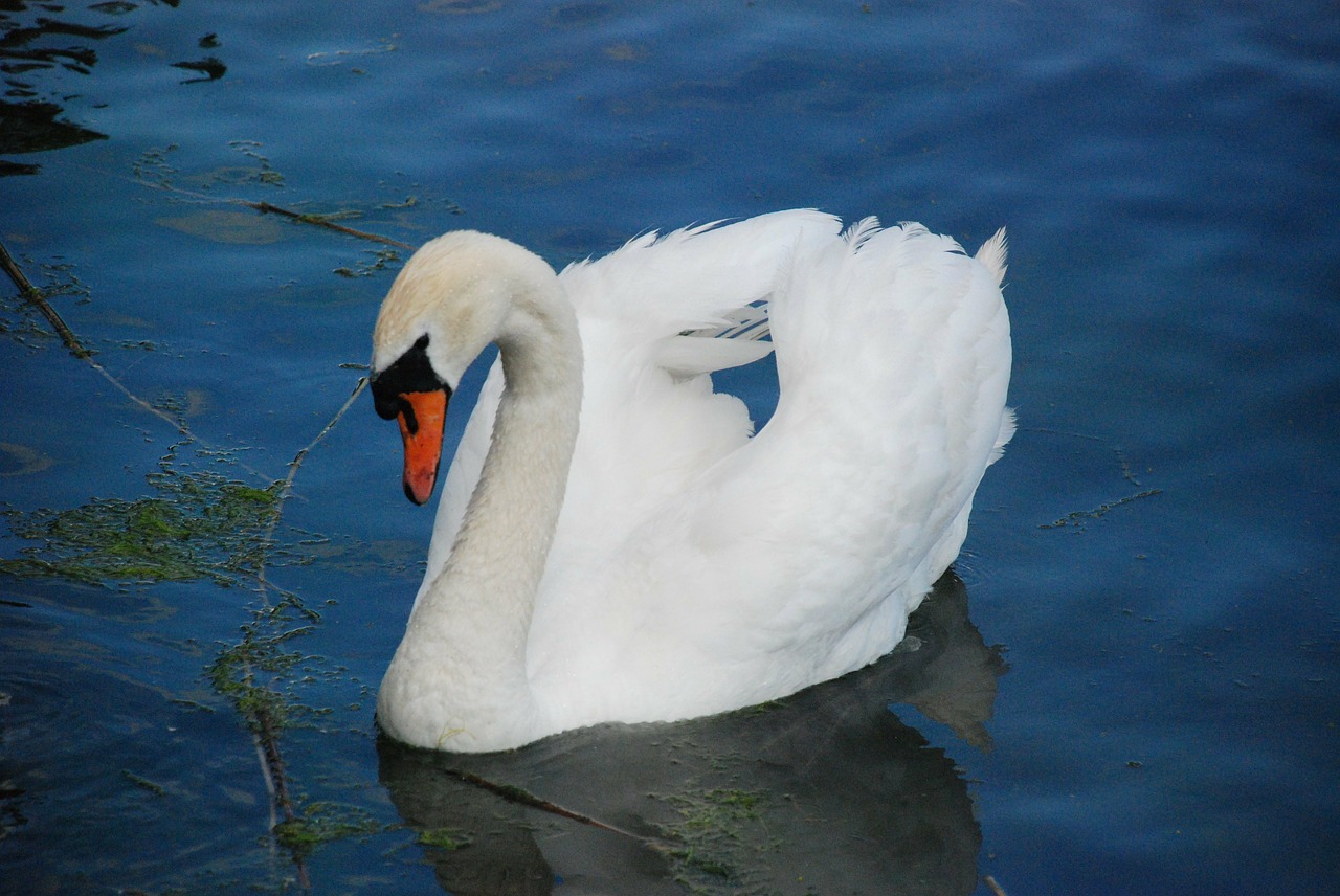 swan animal white free photo