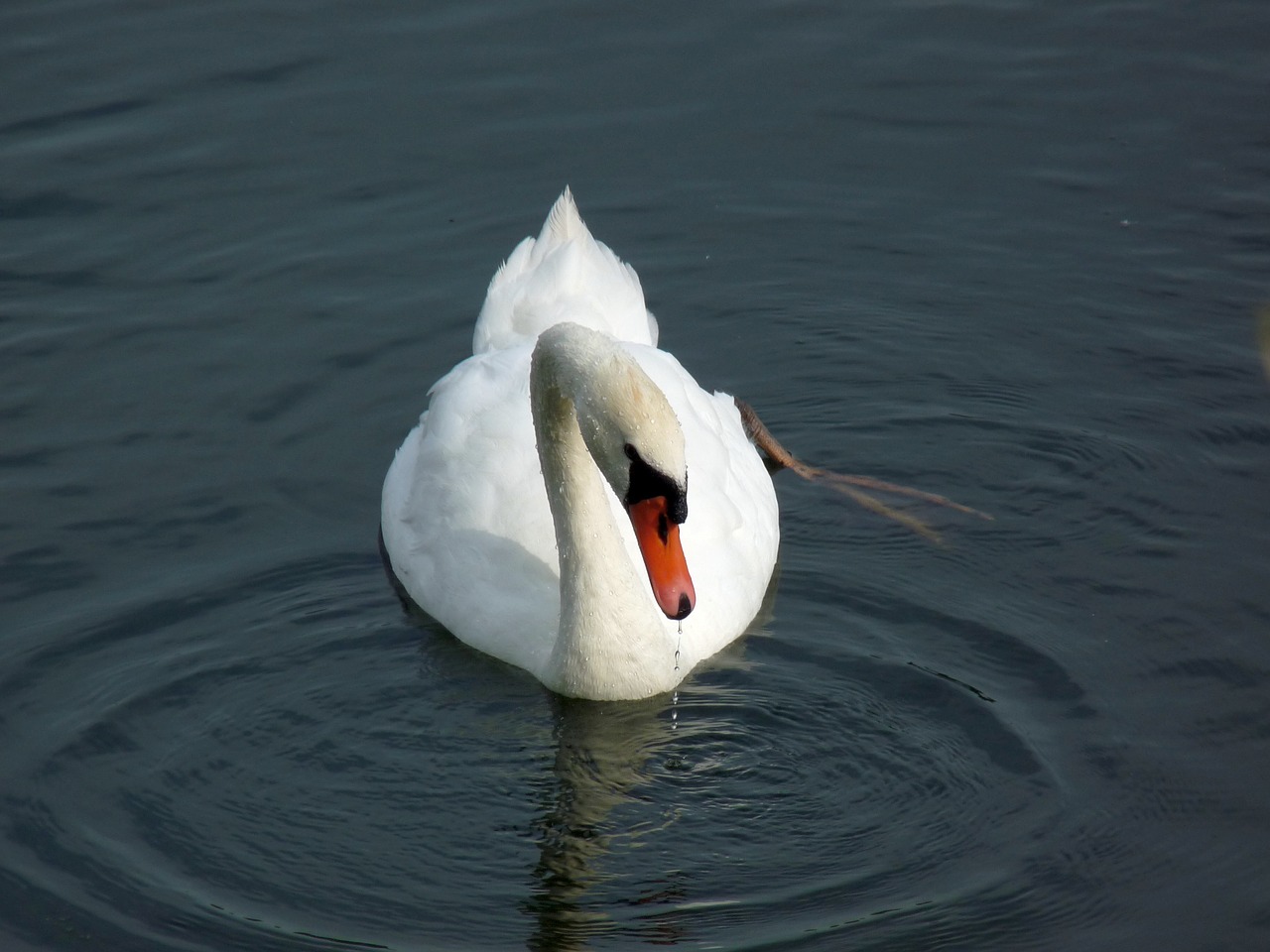 swan bird water free photo