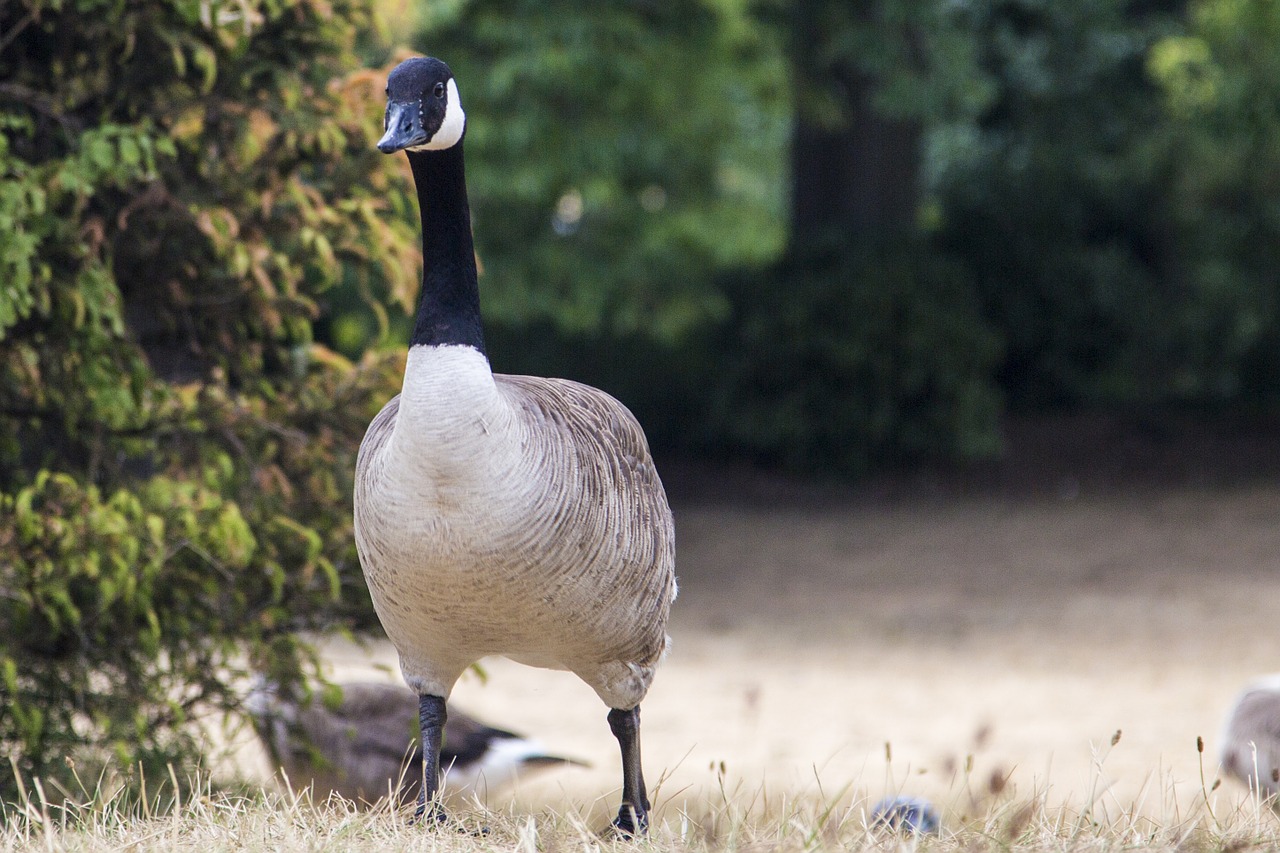 swan pet landscape free photo