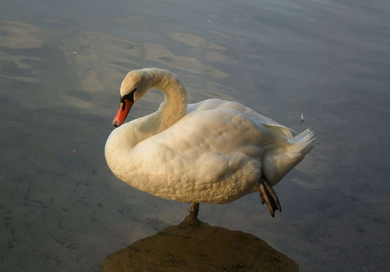 swan water bird pride free photo