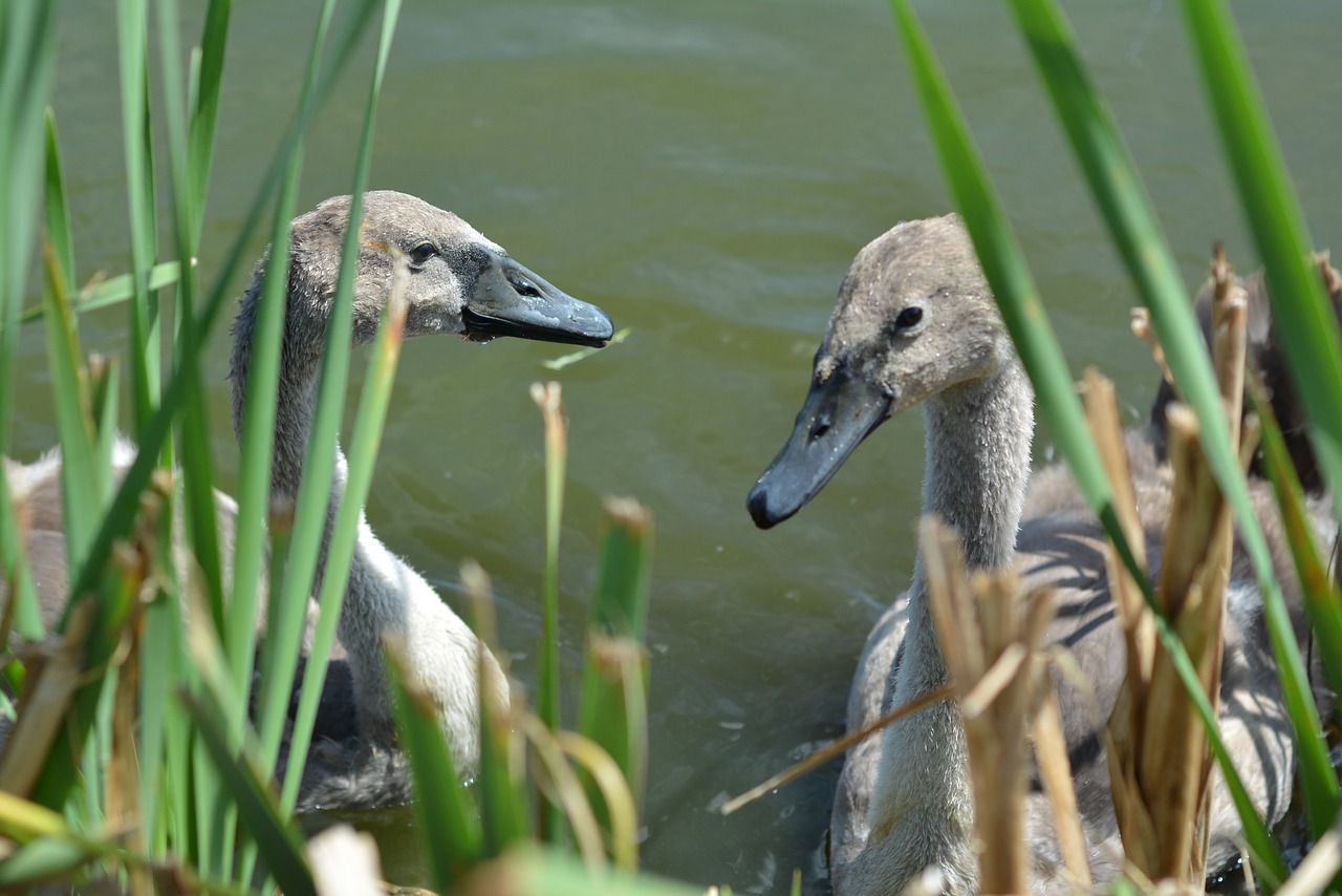 swan lake bird free photo