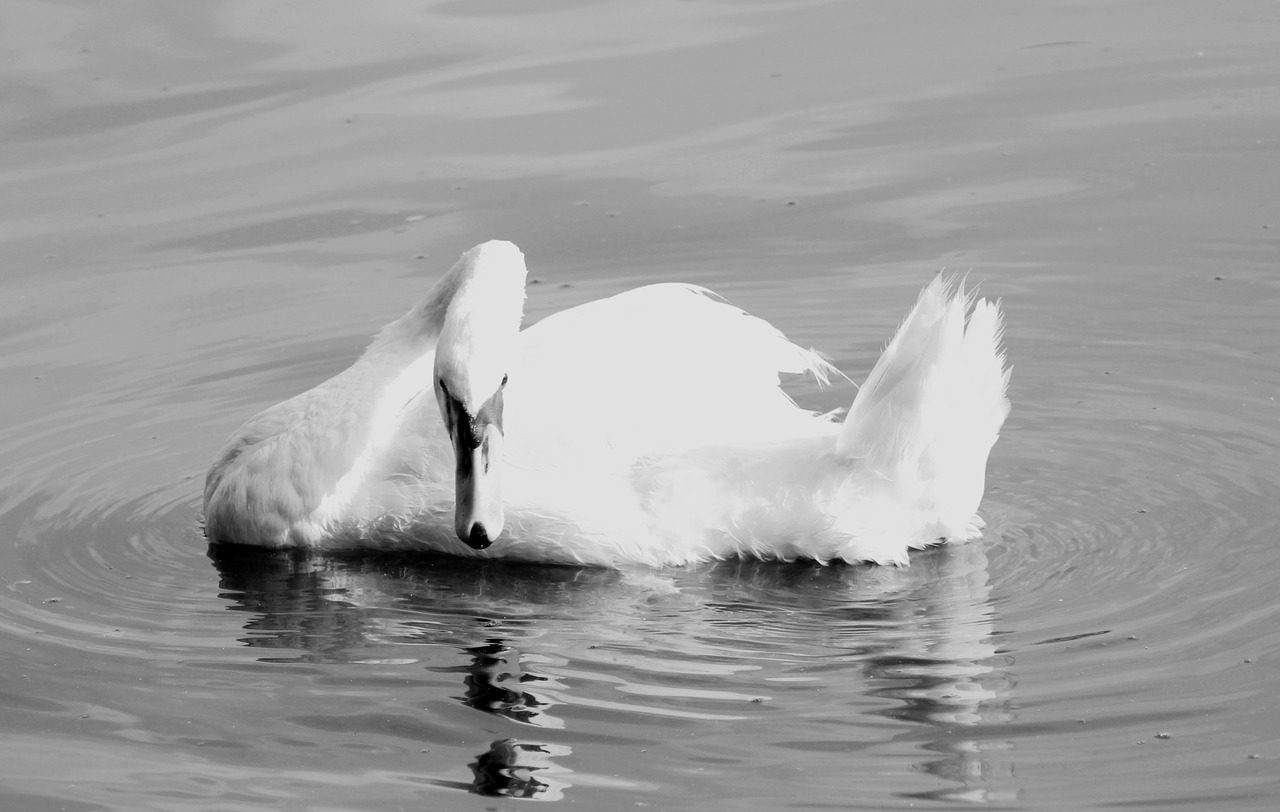 swan black white free photo