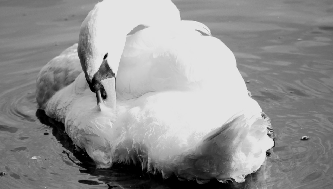swan black white free photo