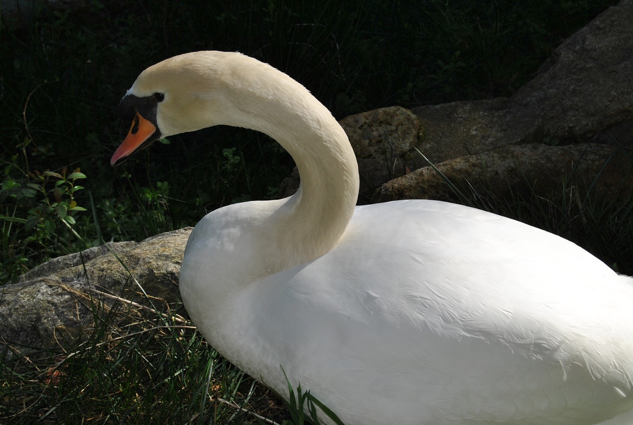 swan zoo animal free photo