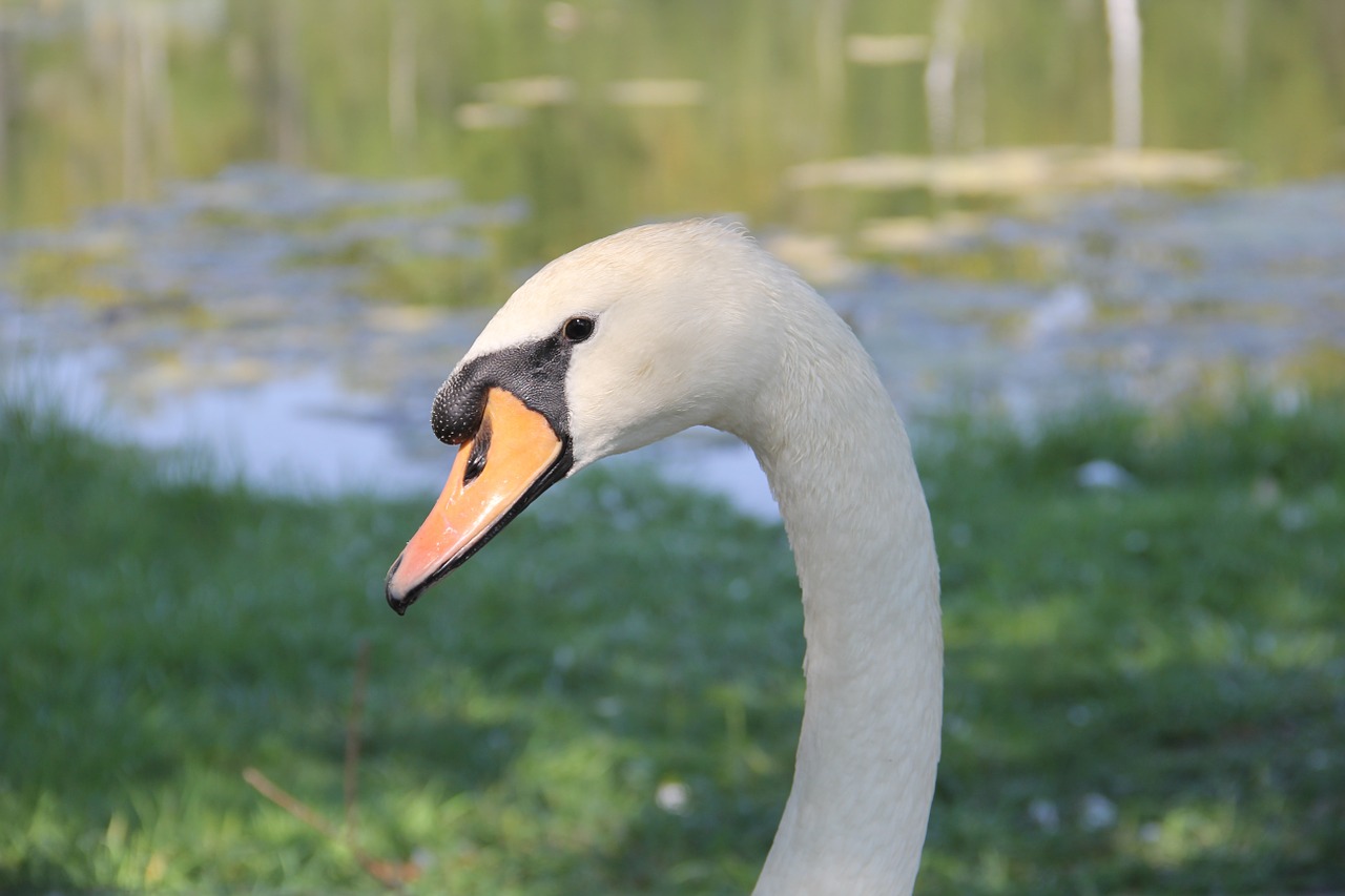 swan head white free photo