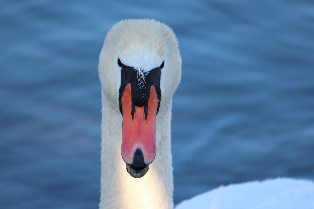 swan lake water free photo