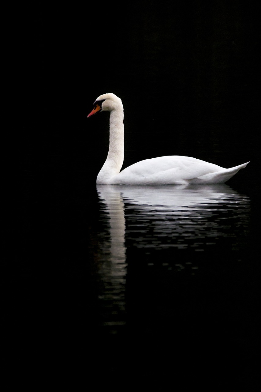 swan sadness melancholy free photo