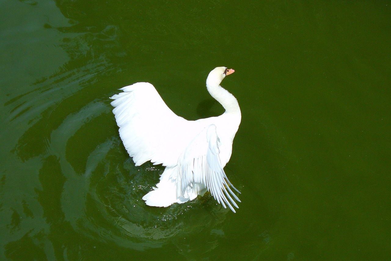 swan lake water free photo
