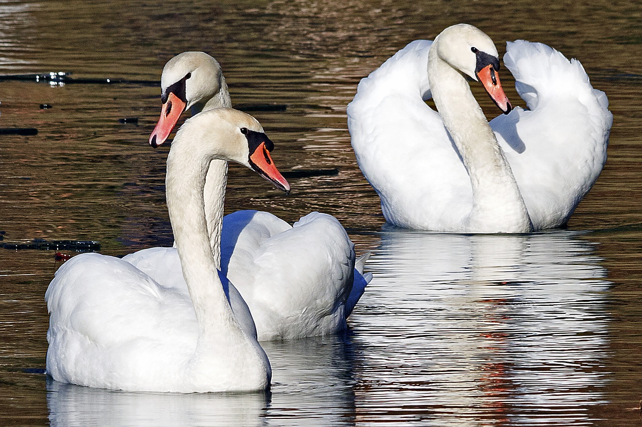 swan animal nature free photo