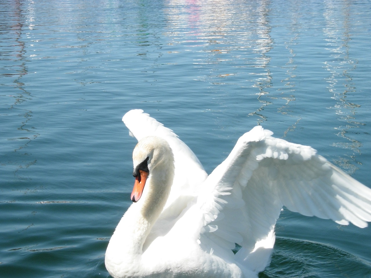 swan spread your wings pet free photo