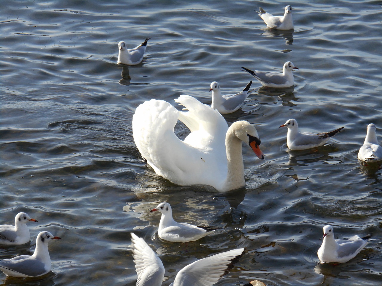 swan water animal free photo