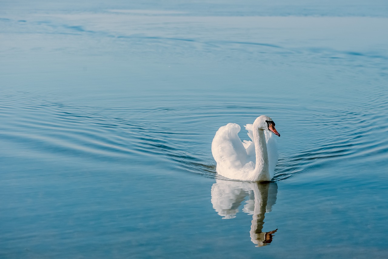 swan bird nature free photo