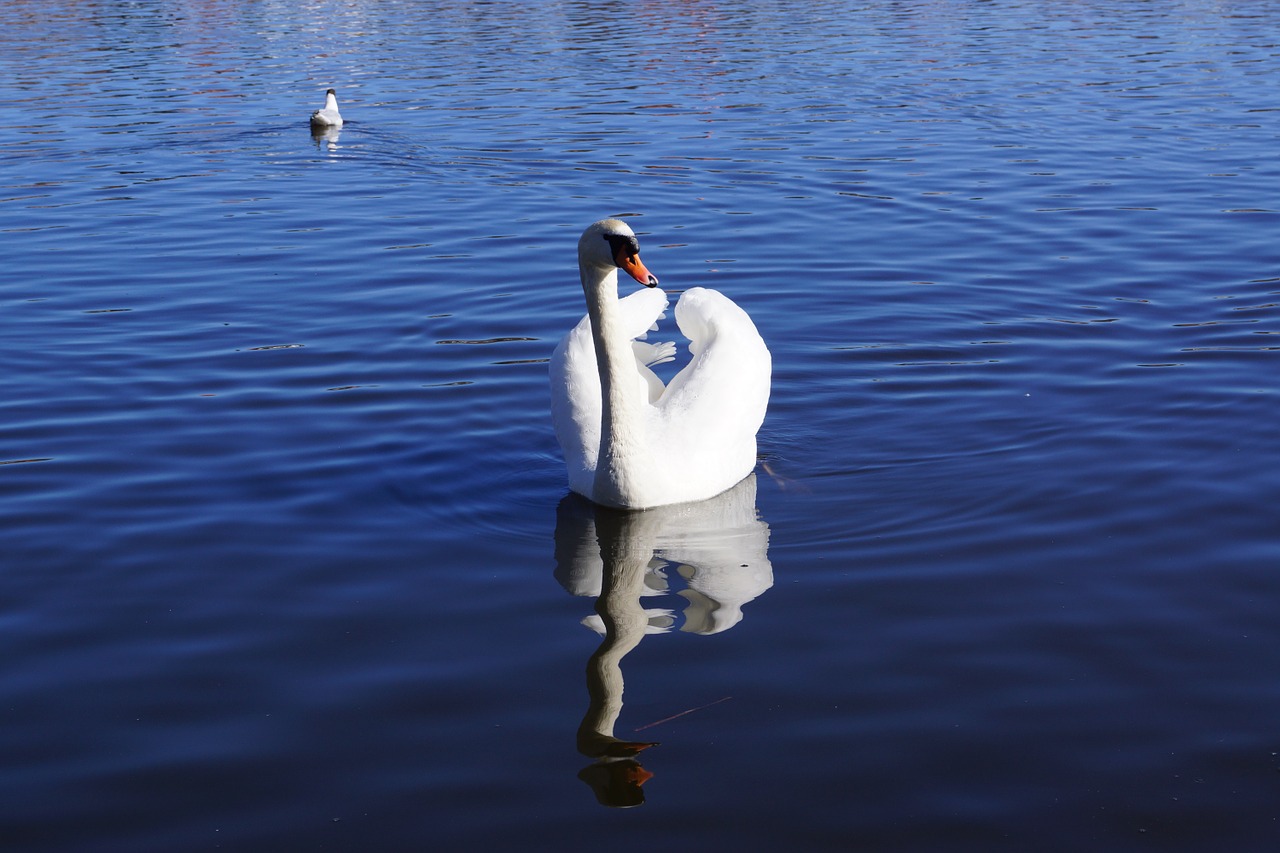 swan water lake free photo