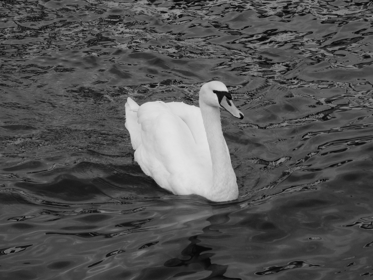 swan alster hamburg free photo