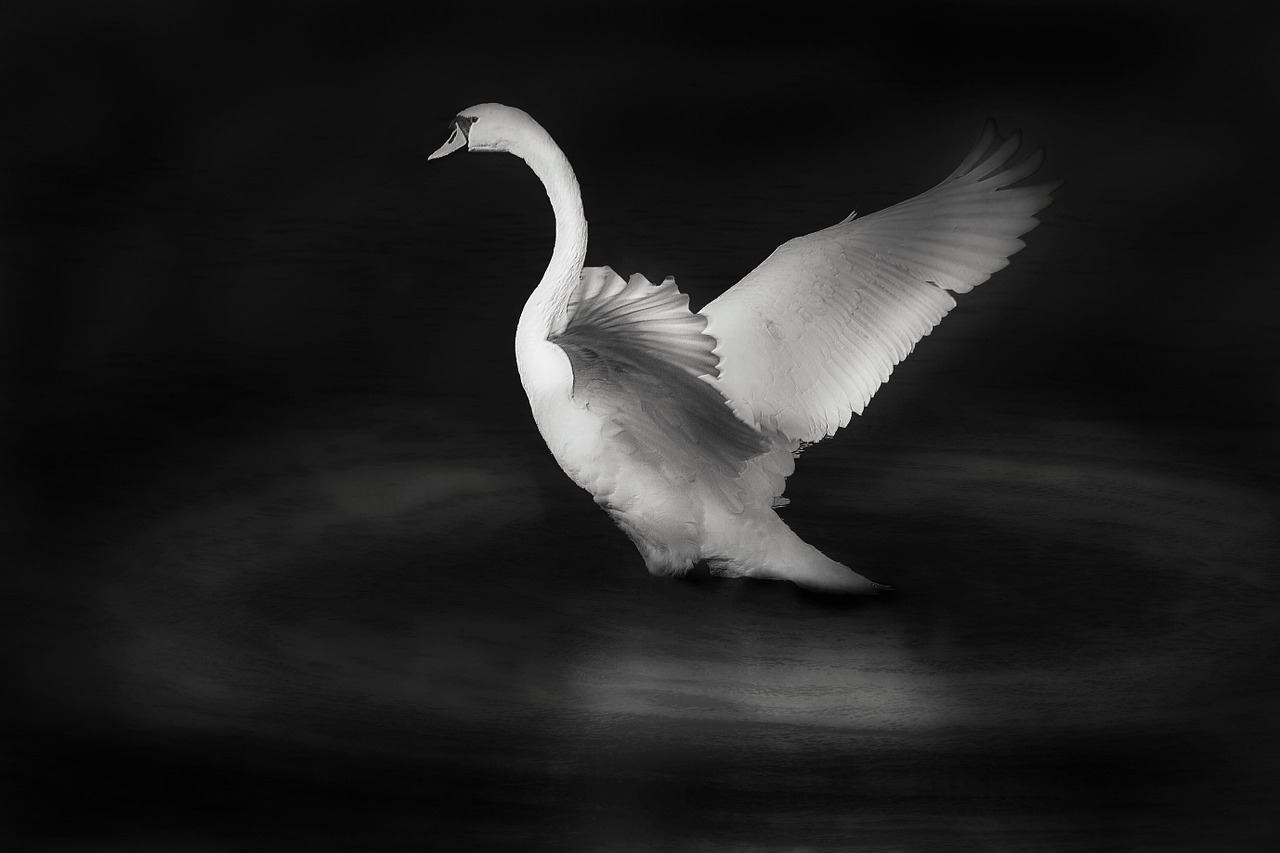 swan bird white bird free photo