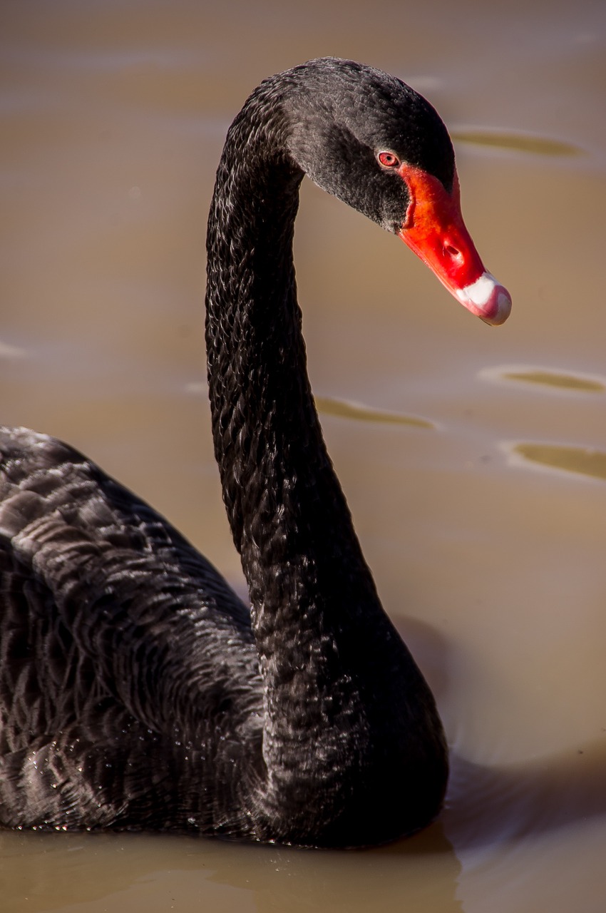 swan black swan red beak free photo