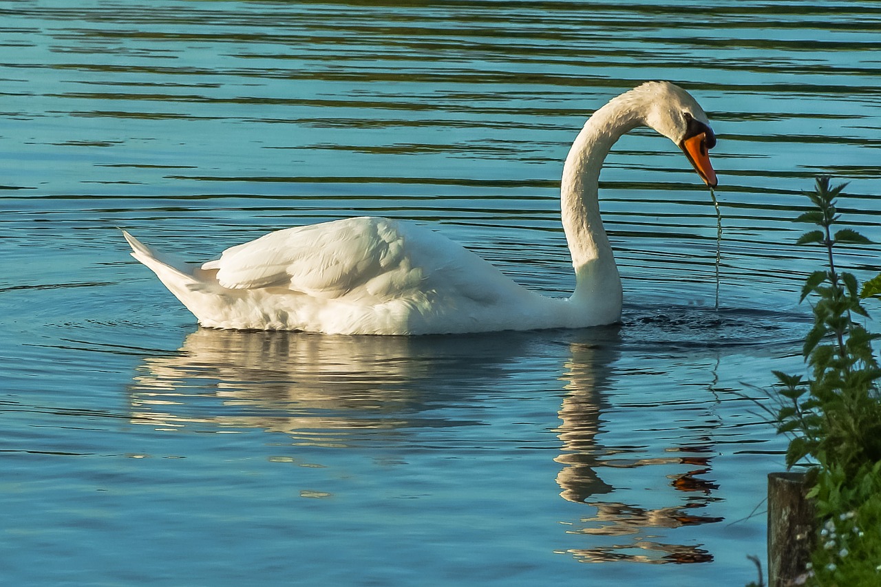 swan water lake free photo