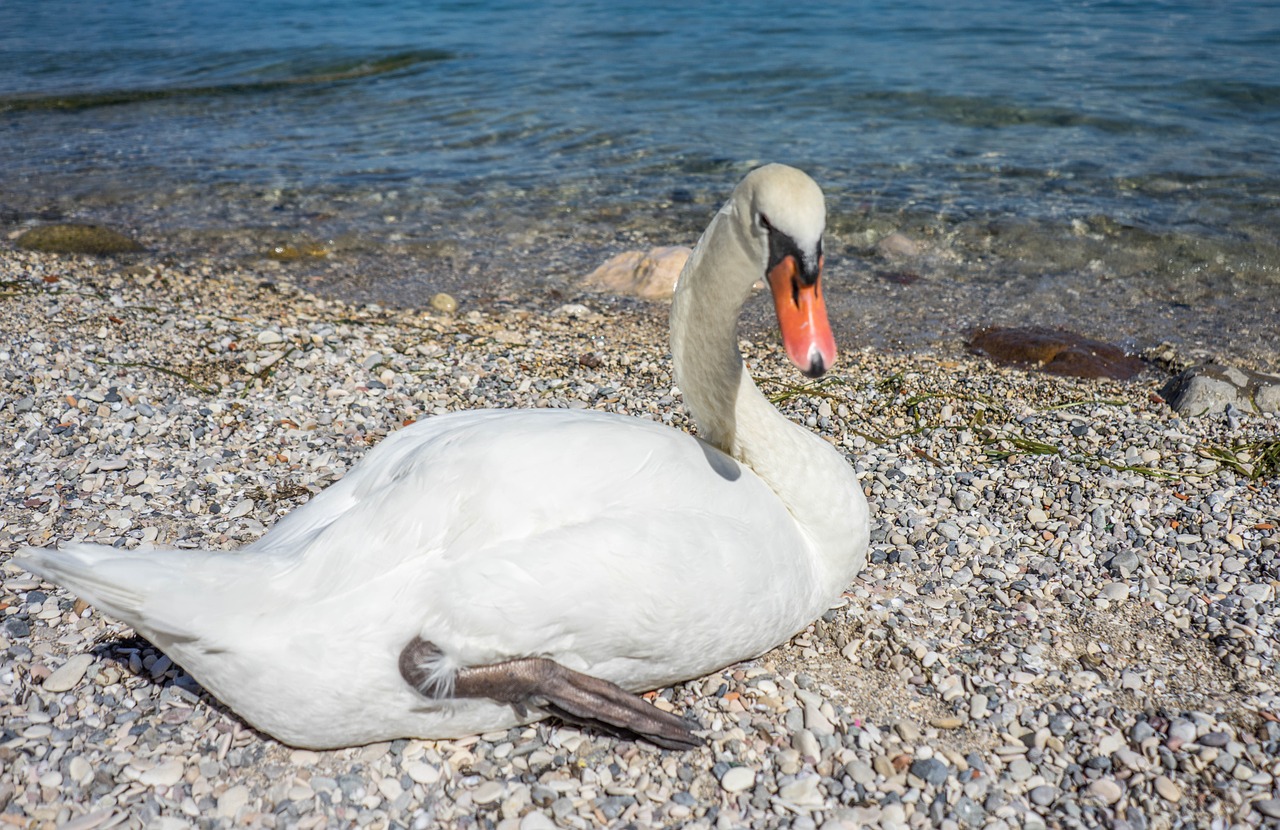 swan bird nature free photo