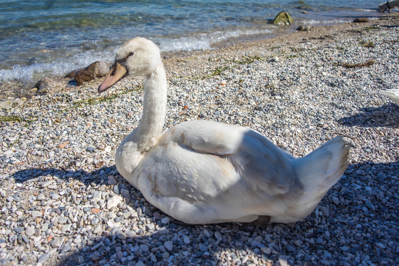 swan bird nature free photo