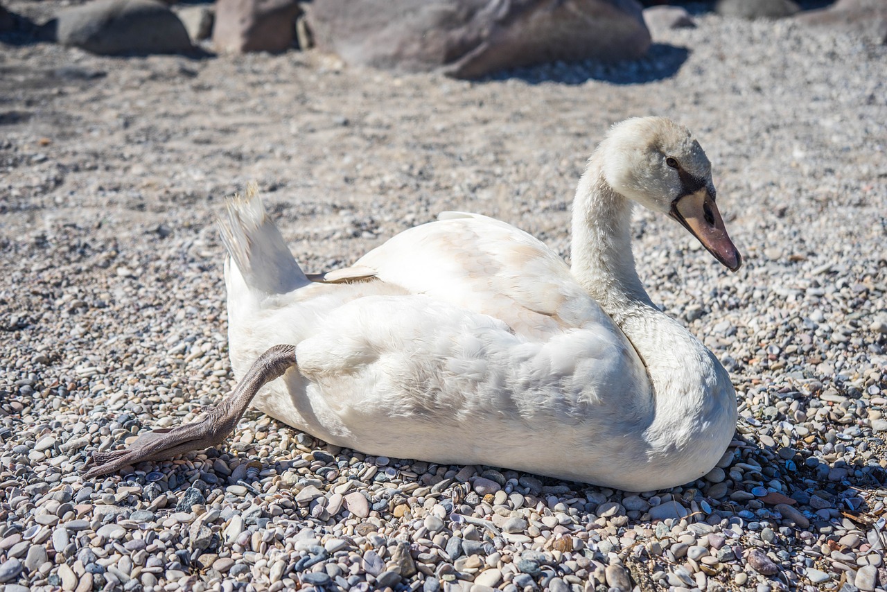 swan bird nature free photo