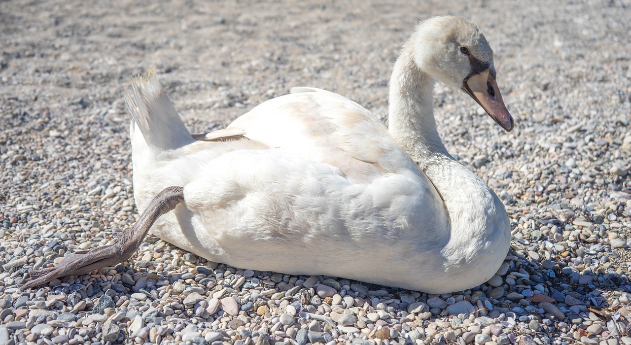 swan beach lake garda free photo