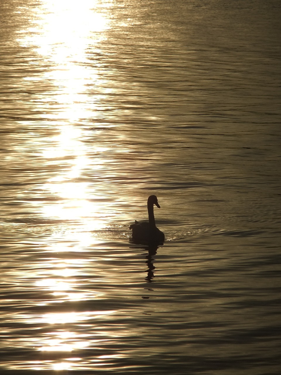 swan the evening sun sunset free photo