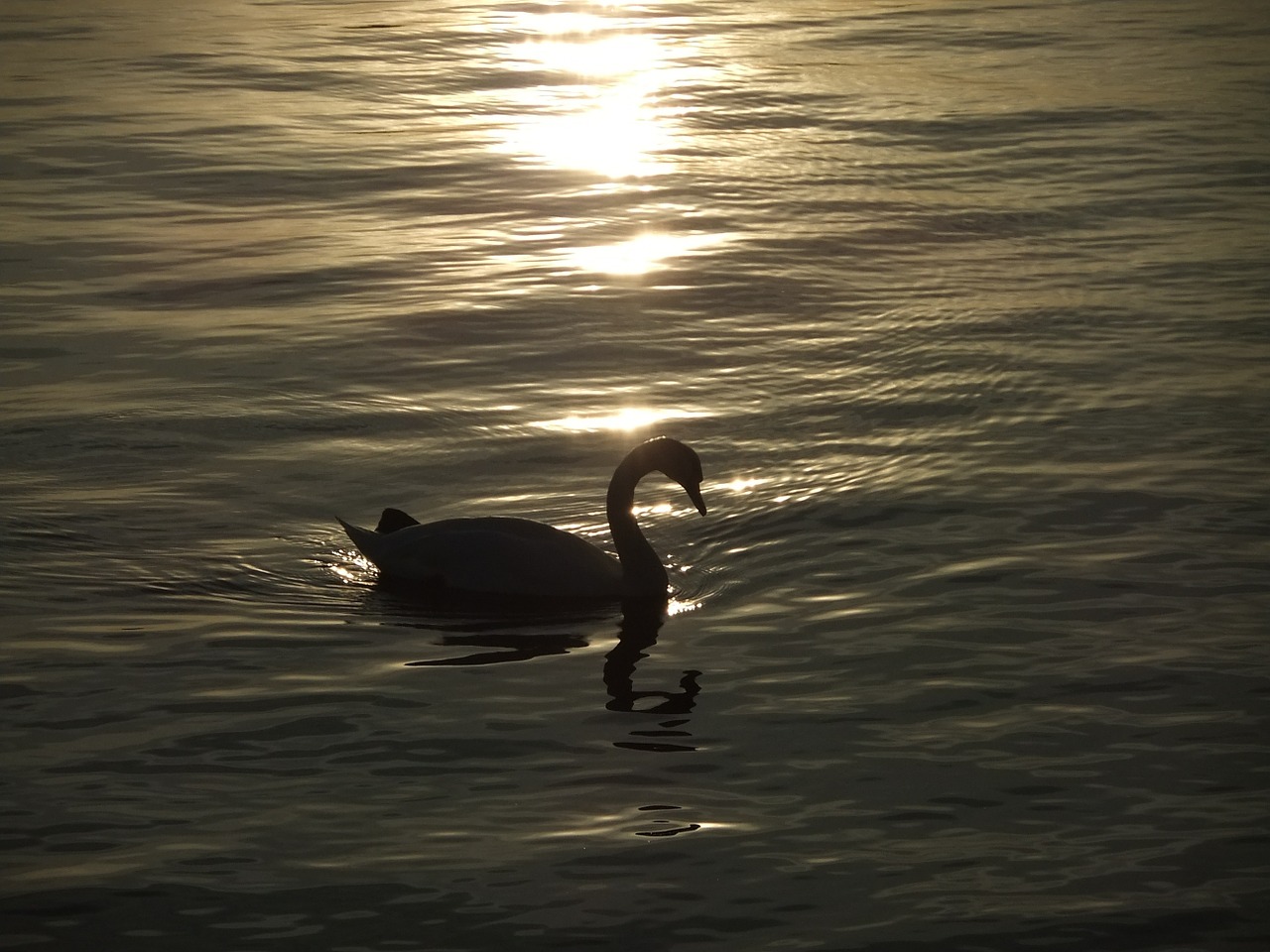 swan pet the evening sun free photo