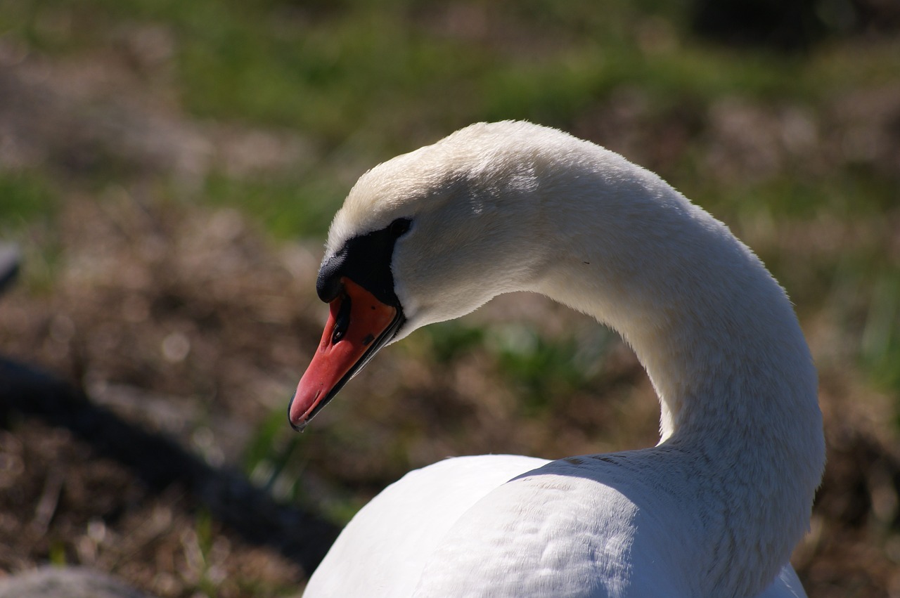 swan bird wild birds free photo