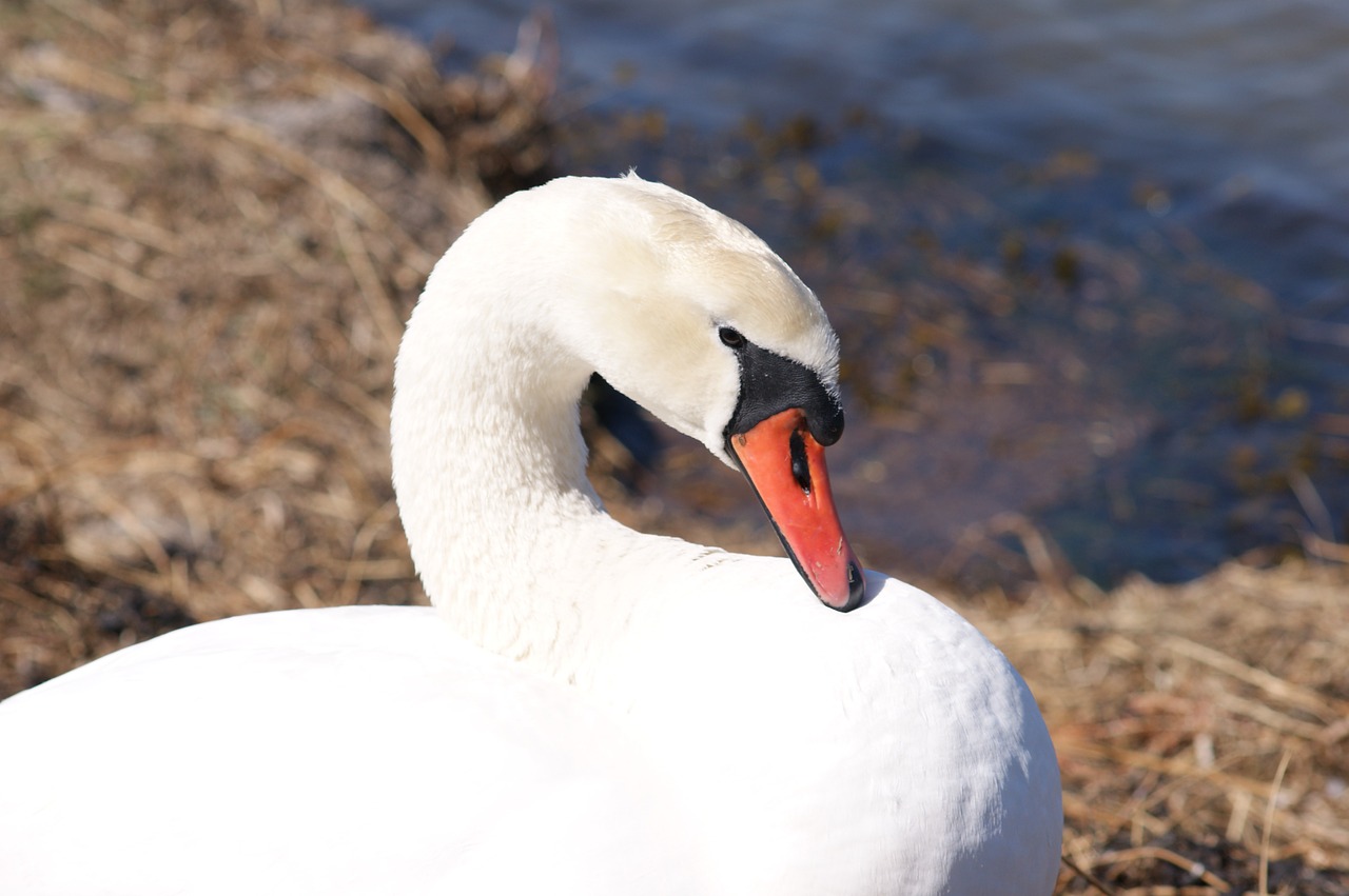 swan bird wild birds free photo